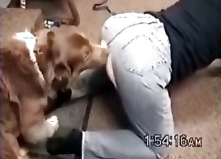 Ebony dog fucked her crack from behind