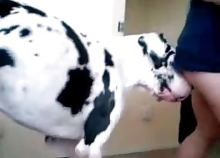 This doggy being trained for bestiality sex