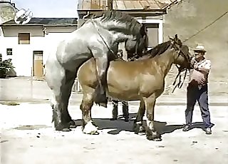 Muscled horses have awesome doggy style