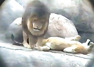 Lion fucks his sexy girlfriend in the doggy-style posture