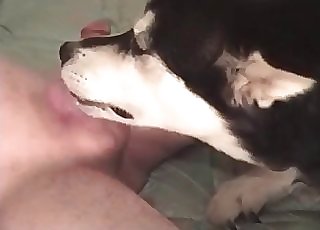 Awesome doggy munching his loaded firm boner