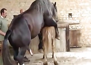 2 horses having nice sex in doggy pose