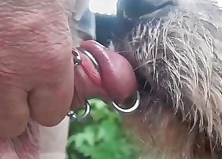 Sexy dog licks my pierced dick on web cam
