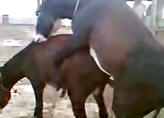 Two young mules fuck in doggy style