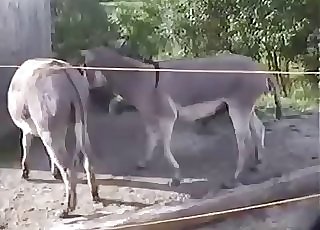 Mule pokes his girlfriend in doggy pose