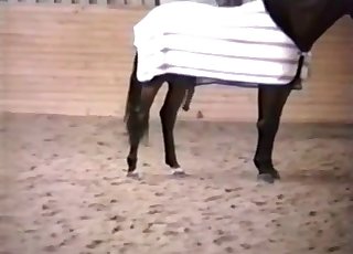 This trained horse looks incredible