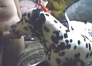 Dalmatian gets to suck a giant fat boner
