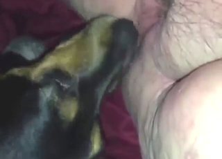 Aging zoophile lets the kill eat his asshole