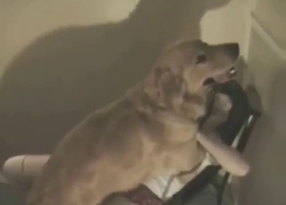 Here you can find the best attach? case fucking blondie