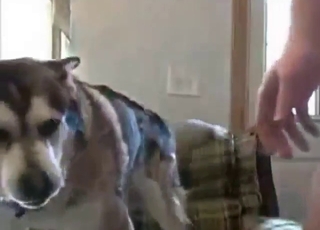 Male zoophile wants to fellow-feeling a amour dog's ass hard