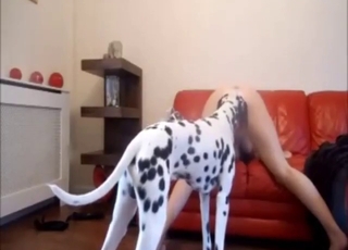 Hot bestiality sex scene yon a Dalmatian fucker