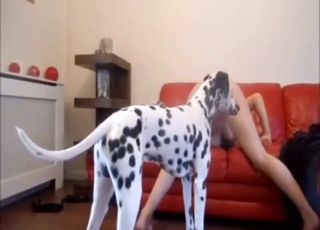 Hot bestiality sex scene yon a Dalmatian fucker