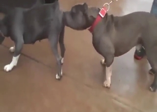 Bestiality porn showing beasts that fuck around