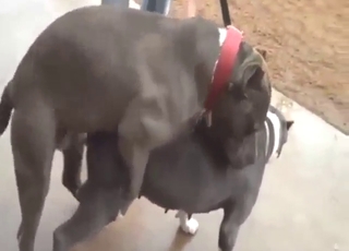 Bestiality porn showing beasts that fuck around