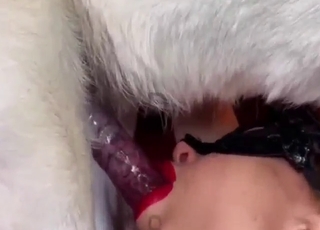 Sexed-up zoophile gets fucked orally by a mutt