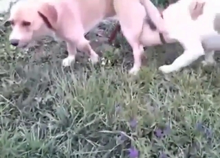 Constantly perverse dog sucks the other one off