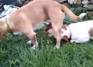 Constantly perverse dog sucks the other one off