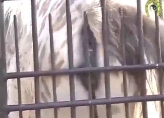 Teens and MILFs love seeing mare pussies