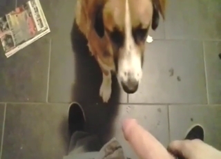 獣