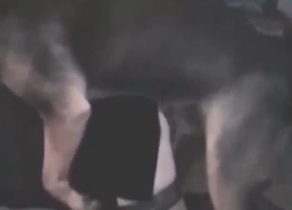 Phat pain in the neck MILF connected with a terrible hairline fucks dog