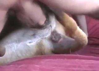 Guy lays parts this sexy animal forth his dick