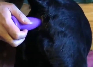 Perro Mestizo