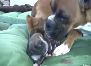 Sexy dog gives birth for the camera, it's crazy