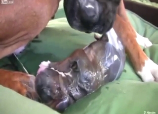 Sexy dog gives birth for the camera, it's crazy
