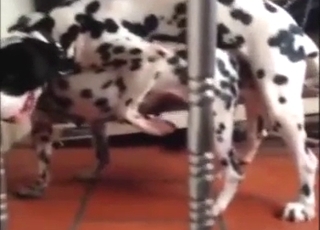 Fuck scene with Dalmatians that enjoy mating