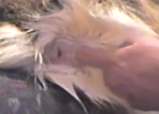 White dog longing into the field by him