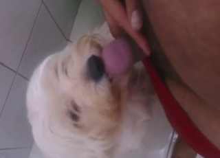 White mutt is lift to lick his nice penis