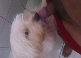 White mutt is lift to lick his nice penis
