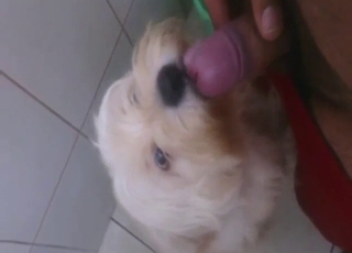 White mutt is lift to lick his nice penis