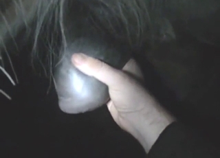 Dude touching this stallion's HUGE nuts upon POV