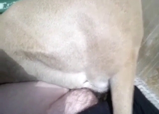 Horny guy wiping out buy his slutty dog's pussy