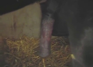 Brown mare and pony mating session up close