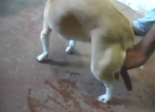 Dog lady-love assent to with plenty of pleasure