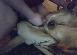 Cum-crazed animal is getting filled up hard