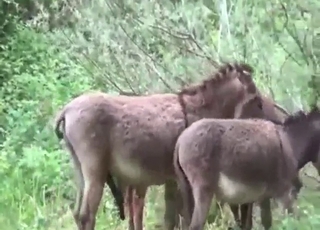 Donkeys fooling around in the woods, all lucky
