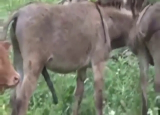 Donkeys fooling around in the woods, all lucky