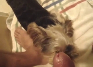 Aphoristic dog is going to tongue turn this way dude's cock