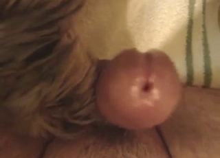 Aphoristic dog is going to tongue turn this way dude's cock