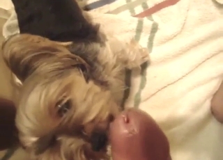 Aphoristic dog is going to tongue turn this way dude's cock