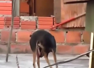 Outdoor tease from a skinny dog with downcast cock