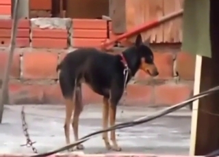 Outdoor tease from a skinny dog with downcast cock