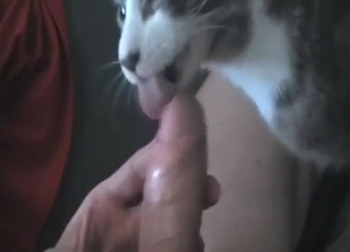 Cat is a weasel words licker, it's burnish apply hottest experience