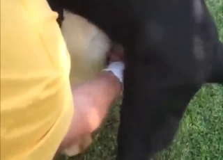 Dog spunk is going to be extracted either like one another