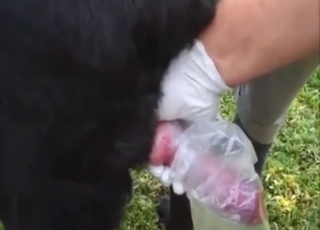 Dog spunk is going to be extracted either like one another