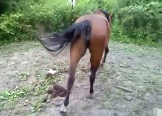 Pussy finger session with a brown mare, it's hot