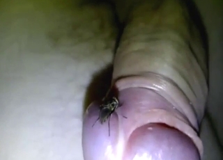 POV pleasing from a fly for a fucked-up guy